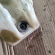 Бачок омывателя Ford Fusion 1 Ford Fusion оригинальный номер 1354170