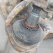 Кулак поворотный задний правый Toyota Avensis T250 Toyota Avensis оригинальный номер 4230405100