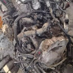 Акпп Volkswagen Polo оригинальный номер 09G300039Q