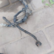 Проводка двигателя Toyota Avensis T270 Toyota Avensis оригинальный номер 8212105B50