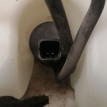 Бачок омывателя Renault Sandero I Renault 20 оригинальный номер 8200609549