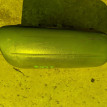 Airbag пассажирский Daihatsu Atrai 