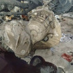 Акпп Toyota Camry оригинальный номер 3050033491