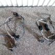 Датчик ABS Митцубиси Асх Mitsubishi ASX Mitsubishi ASX оригинальный номер 4670A575