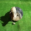 Усилитель тормозов вакуумный Nissan Avenir 