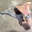 Педаль тормоза Chevrolet Lanos I (2002—2009) Chevrolet Lanos оригинальный номер 96299036